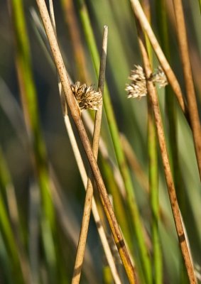Reeds close up