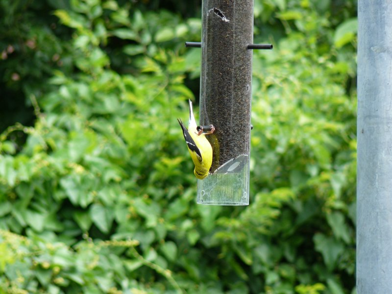 Goldfinch #2