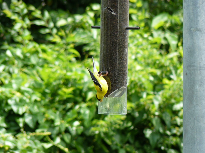 Goldfinch #3
