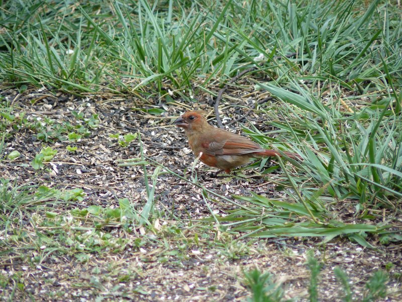 Young (?) Cardinal