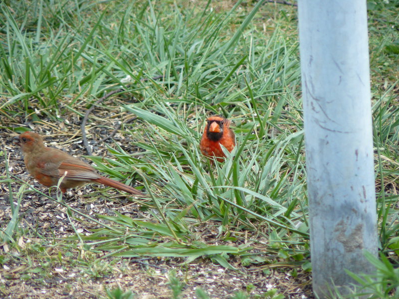 Cardinals