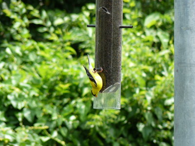 Goldfinch #3