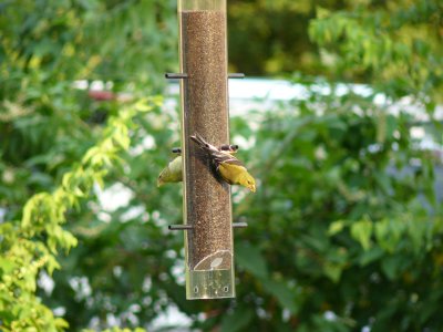 Female Goldfinches