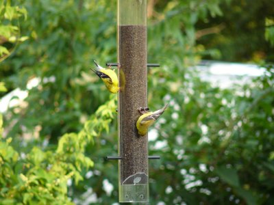 Male and Female Goldfinch