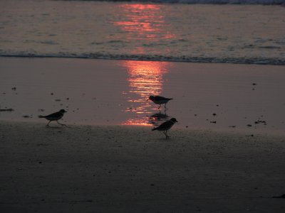 Shorebirds 1