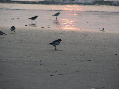 Shorebirds 3
