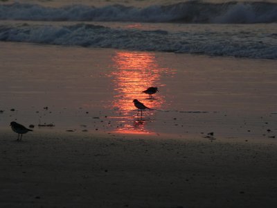 Shorebirds 4