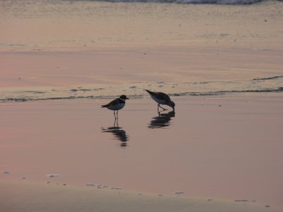 Shorebirds 7