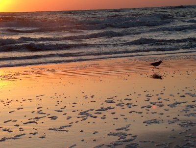 Sanderling Running in the Sunrise