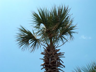 Palm Tree in the Breeze