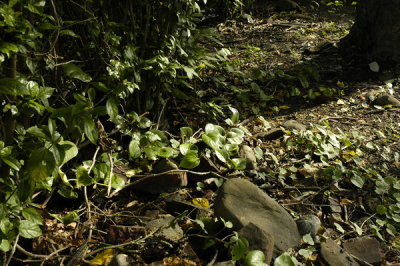 small_DSC1171.JPG