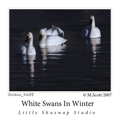 swans_4688.jpg