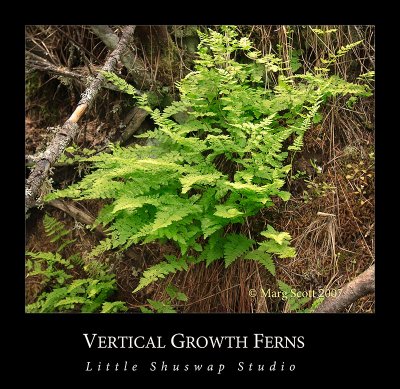 ferns.jpg