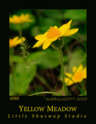 YellowMeadow.jpg