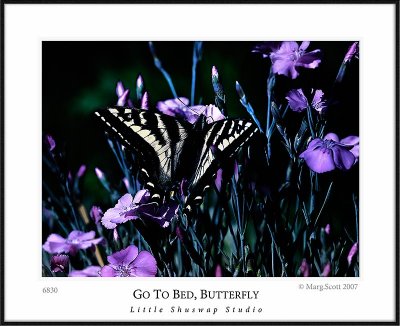 Butterfly_6830_.jpg