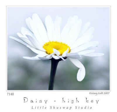 7140_daisy_high_key.jpg