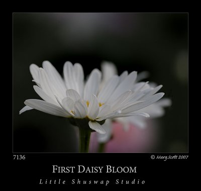 7136_daisy.jpg