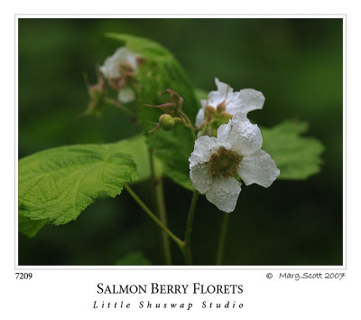 salmonberry_7209.jpg