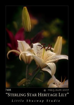 sterling_lily_7408.jpg