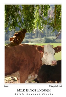 cattle_7444.jpg