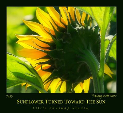 sunflower_7455_1.jpg
