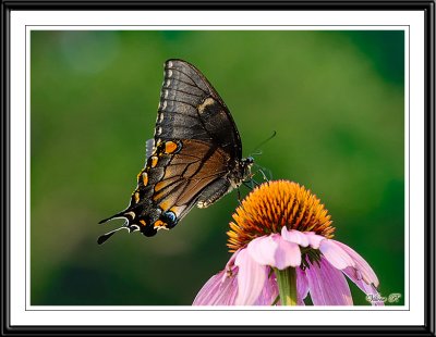 Eastern Tiger SwallowTail