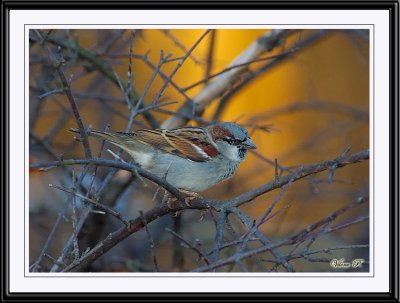 Male House Sparrow