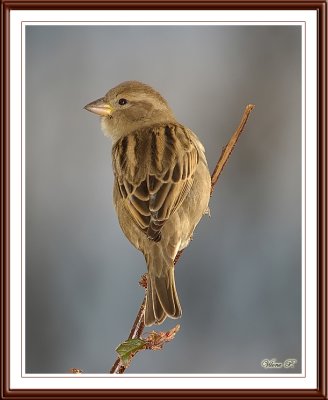 Female house sparrow