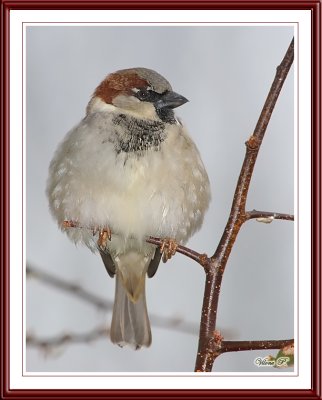 Fat house sparrow  (Male)
