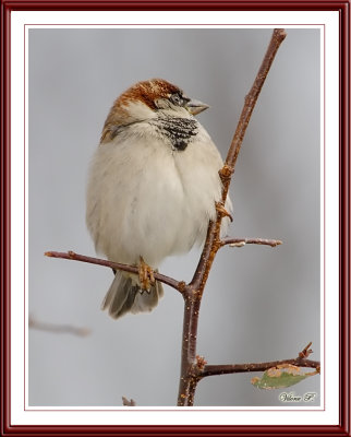 Male house sparrow