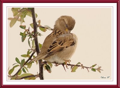 House Sparrow preening