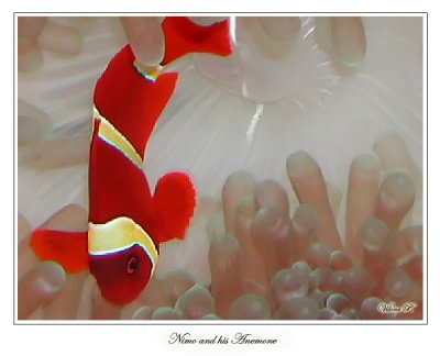 My Maroon Clown and the Bubble Tip Anemone.jpg