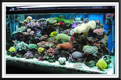 My 120 GA Saltwater Aquarium