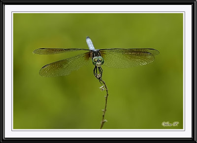 dragonflies_gallery