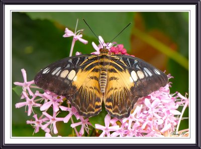 Brown Clipper