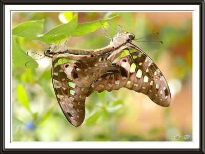 Malachite butterflies mating
