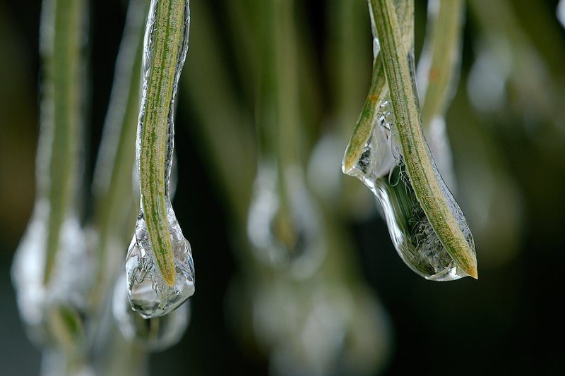 Icy Needles