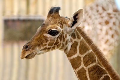 4 week old Giraffe