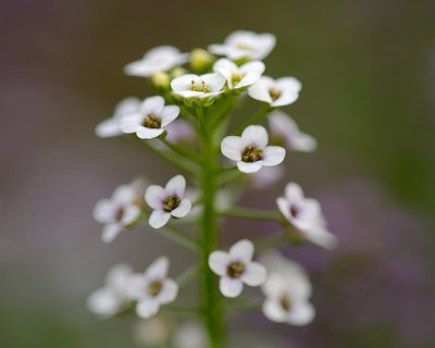 Alyssum_3