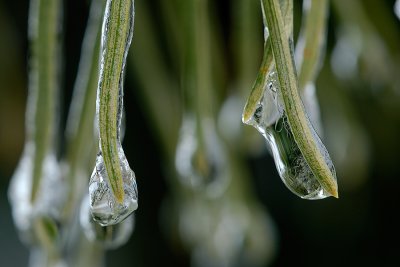 Icy Needles