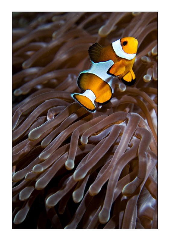 Percula Clownfish bis