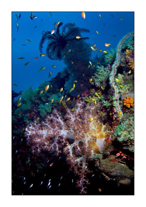 Dixon's Pinnacle coral life