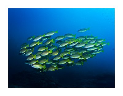 Snapper school