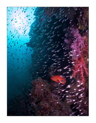 Red grouper in the dark