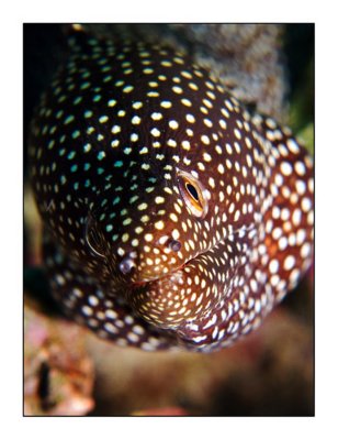 Dotted moray