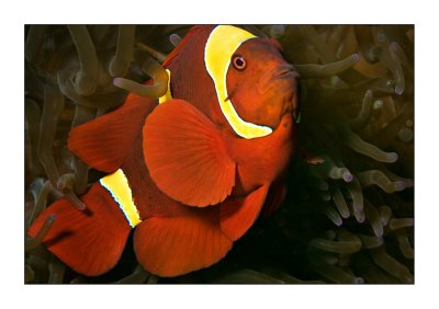 Spine cheek Clownfish