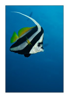 Schooling Banner Fish