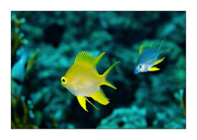 Yellow damsel
