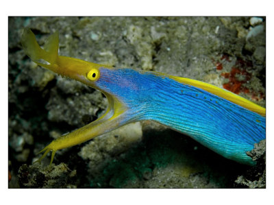 Blue Ribbon Eel : a common sight in Nacala