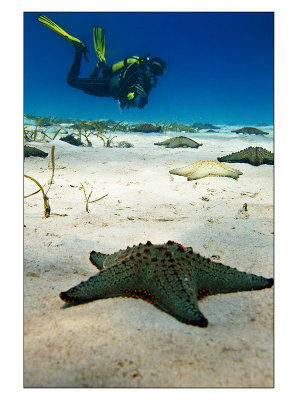 Sarah from Bay Diving and the Starfish